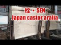 栓の木【SEN】Japan&#39;s castor aralia Sawing!!