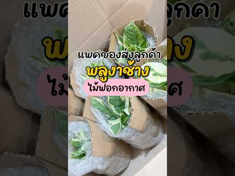 Golden Pothos Easy Air Purifying Plant