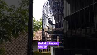 Jalak Suren Gacor #jalaksurenindonesia #burungkicau #kicaumania