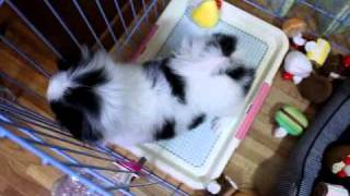 20101108-2.wmv
