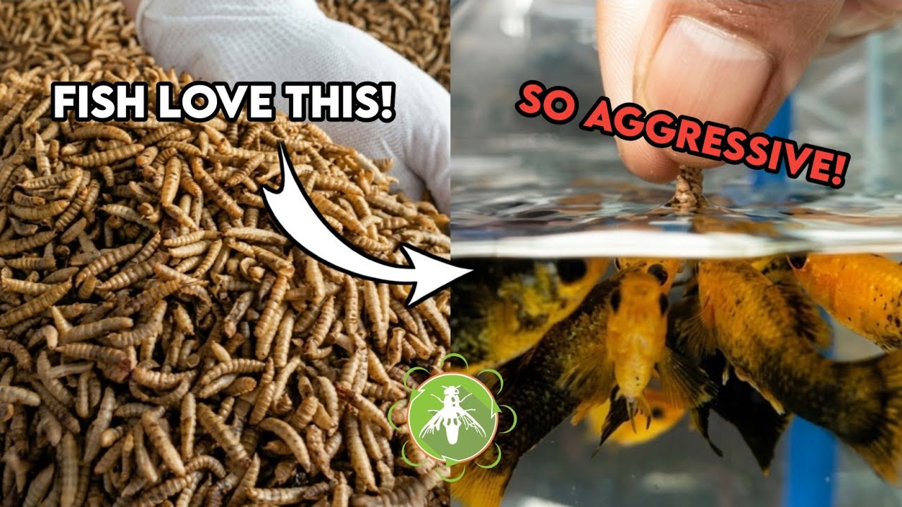 Meargot Fish 3 Reasons You Should Start Using Dried Maggots for Ornamental Fish ...