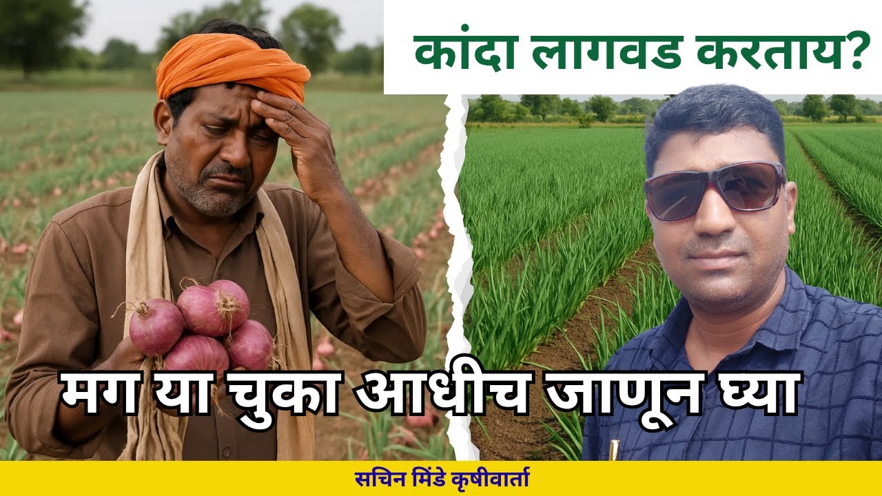 पावसाळी कांदा लागवड: या 10 चुका टाळाच नाहीतर नुकसान होईल | सचिन मिंडे कृषीवार्ता