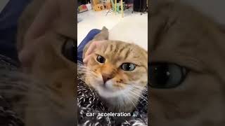 Гоночный Двигатель #pets #cat #funny