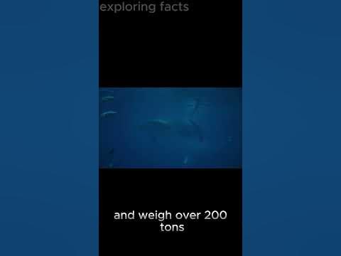 Giants of the Deep: The Astonishing World of Blue Whales - YouTube