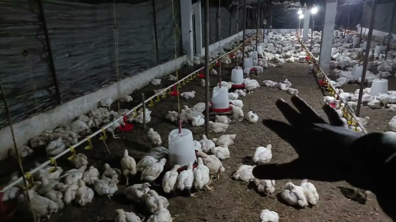 Home Made Growth Promoter For Brolier Poultry |Best Growth Promoter For Winter | uttarakhand poultry