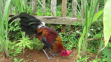 Los nrog kuv saib qaib zoo nauk nawb yom