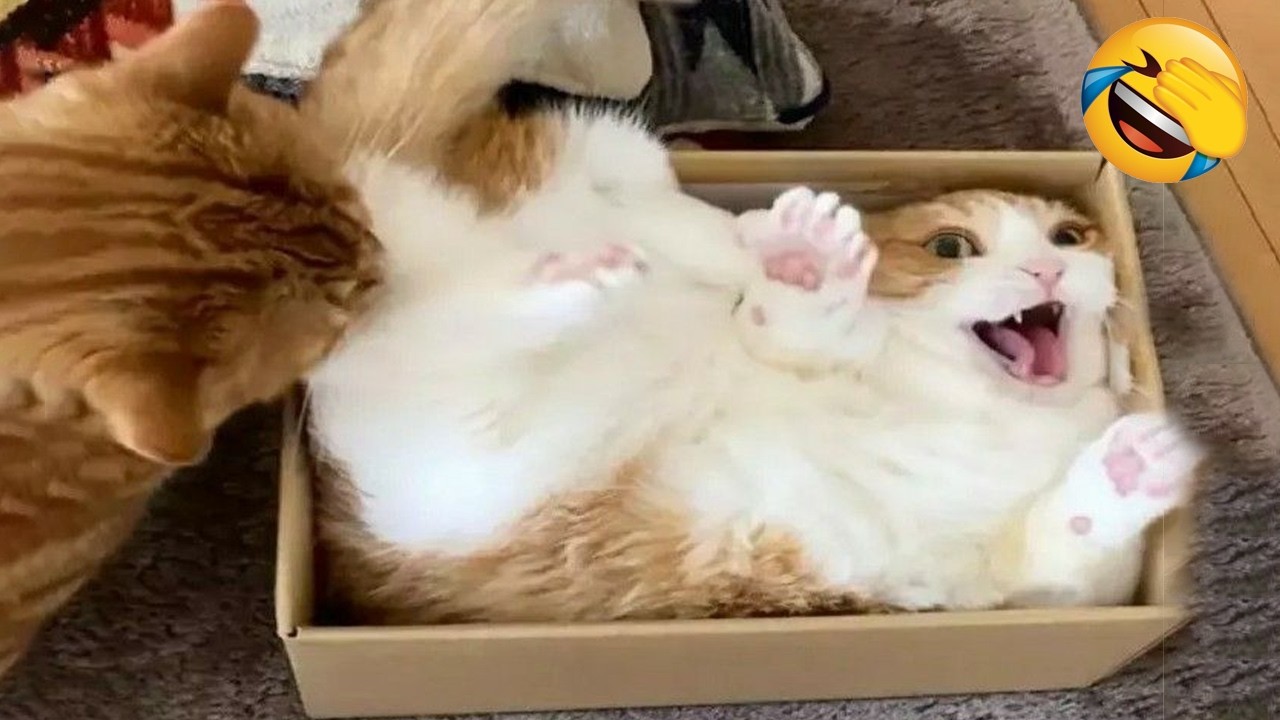 These CATS are too FUNNY! 🤣 | New Cat Videos 2026 Pop Cat Laugh - YouTube