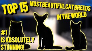 🐱 TOP 15 MOST BEAUTIFUL CAT BREEDS IN THE WORLD — #1 Is Absolutely Stunning! 😻🔥