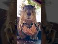 2 minutes at lunch with Squirrel Baby Grand Nuts #animals #eating #relaxing #asmr #nature #city #bts