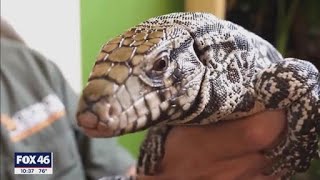 Rare Lizard Not Native To The Carolinas Spotted In Sc