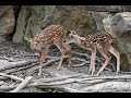 Zwei seltene "Bambis" geboren I Tiergarten Schönbrunn