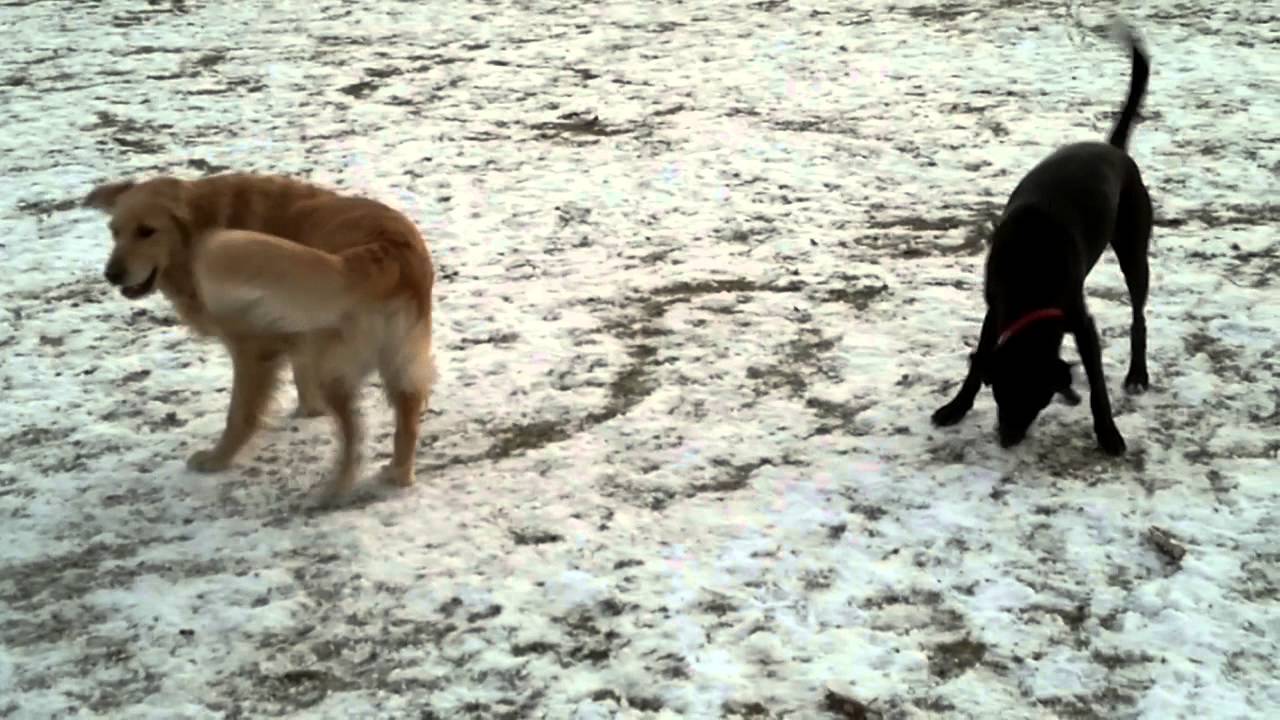 Monty the Golden Retriever vs Ed - YouTube