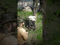 Arthur Morgan Teasing Kieran 😂