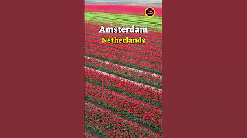 The Tulips of Amsterdam!