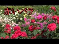 赤いバラ - 薔薇園の楽しみ