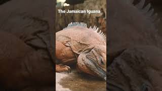 The Jamaican iguana