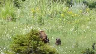 20130713 11 50 Yellowstone Black Bear med unger (syd for Mamooth)