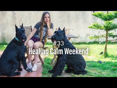 Healing Weekend with Dogs in the Countryside