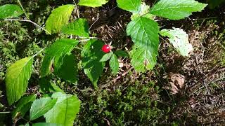 Трава смогла вырастить ягоды! :о  Grass was able to grow berries! :о