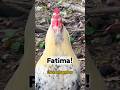 Frankie Rooster Calls Fatima Chickens Funnymemes Arabic Viralshorts 