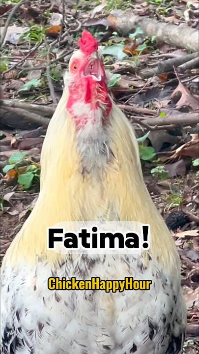 Frankie #rooster calls #fatima #chickens #funnymemes #arabic #viralshorts