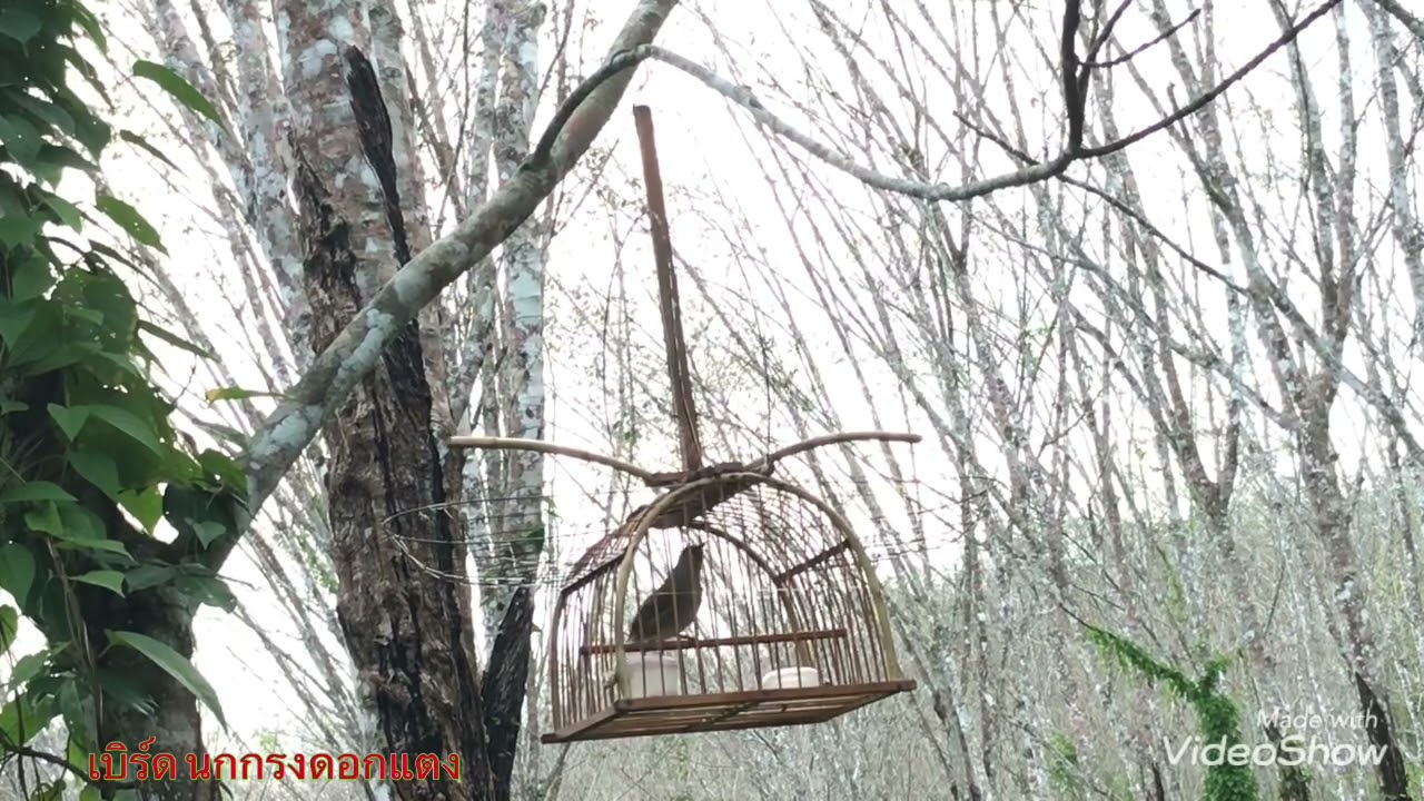 เสียงนกกรงดอกแตง (ไอ้ทอง) สายต่อสายเสียงเพราะ