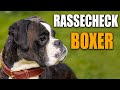 Deutscher Boxer Rassecheck  - Rasseportrait, Rassebeschreibung, Informationen zur Hunderasse Boxer