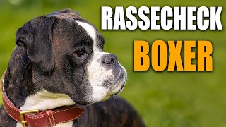 Deutscher Boxer Rassecheck   Rasseportrait, Rassebeschreibung, Informationen zur Hunderasse Boxer