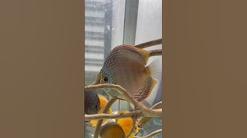 Cá đĩa nâu lai về bể