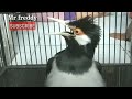 Suara Suren Sore Hari Pas Buat Pancingan Dan Masteran Mp3 - Mp4 Download