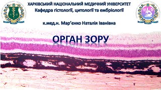 Органи чуття, частина 2. Орган зору. Гістологія