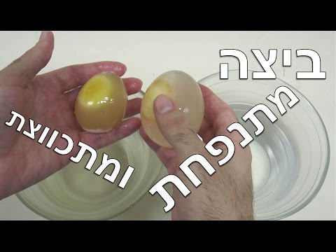 וִידֵאוֹ: ביצה מרהיבה