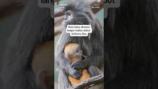 Rare baby silvered langur makes debut at Bronx Zoo