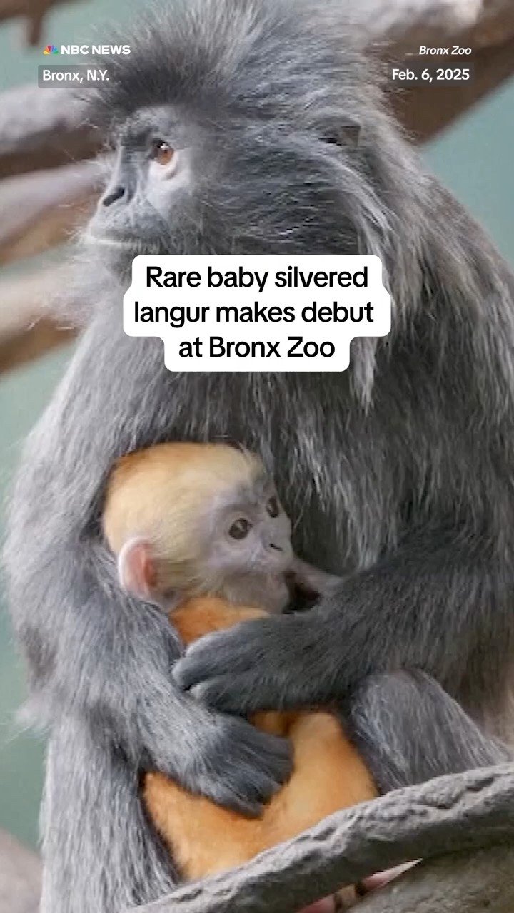 Rare baby silvered langur makes debut at Bronx Zoo