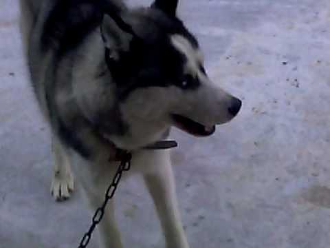 (@ჩრმი ლაიკა)@