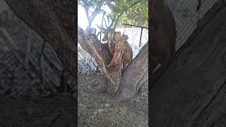 #miren un hermoso venado k ay aqui en ayotlan jalisco