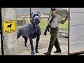 7 Perros Gigantes Que PARECEN PELIGROSOS, Pero Son INOFENSIVOS | PUEDES TENERLOS 🐕
