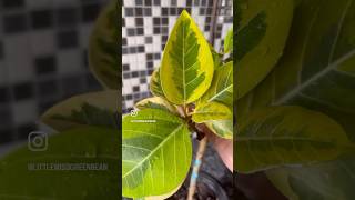 Notching and Pruning my Ficus Altissima PART 2  #FicusAltissima #FicusCare #PlantParent #PlantLove