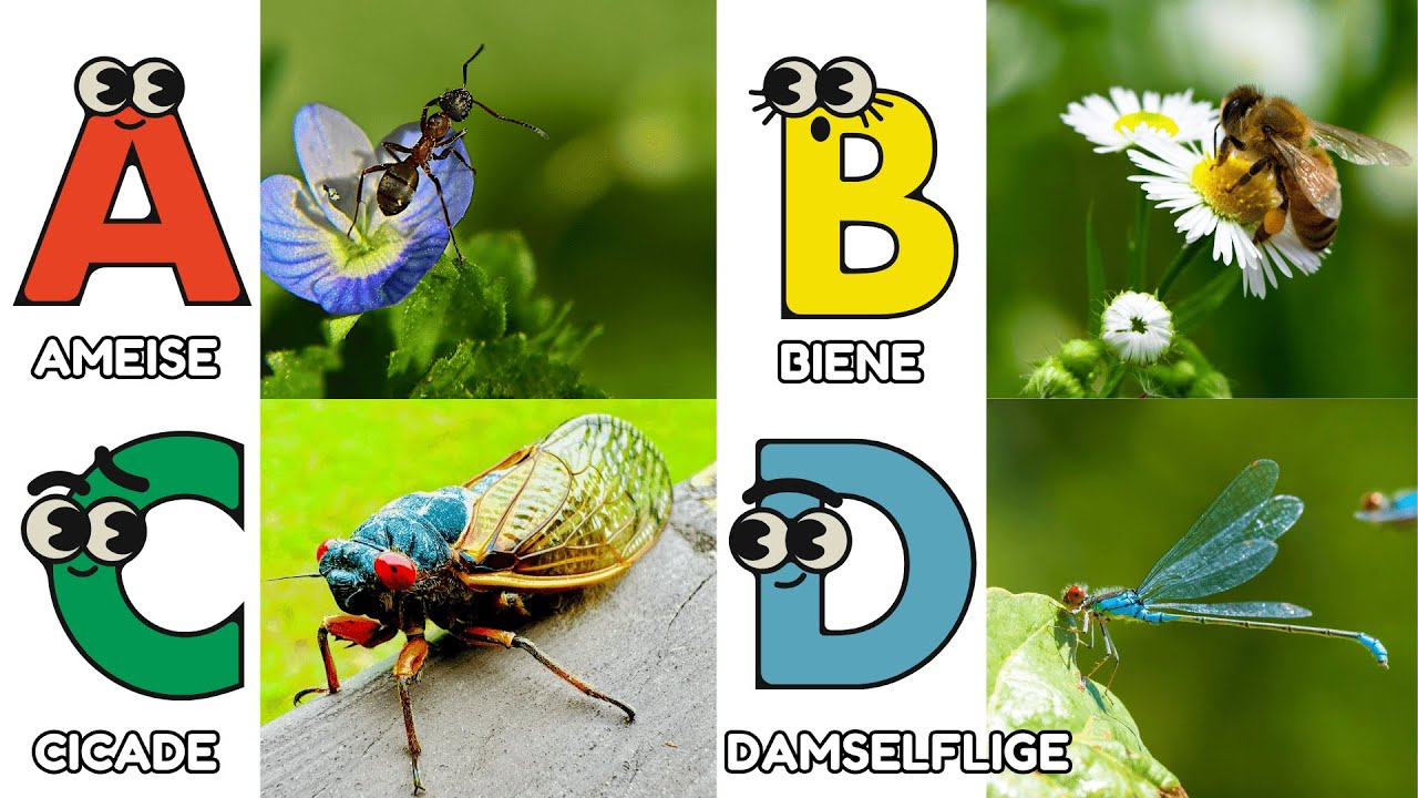 ABC Lied mit Insekten 🐝| Buchstaben lernen für Kinder A-Z | Deutsches Kinderlied | Kleine Liederwelt