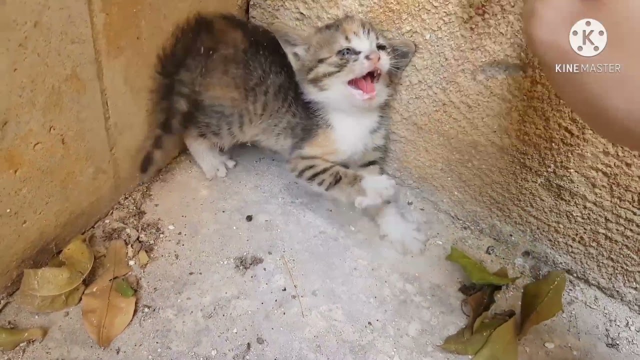 Angry Little Kitten 😾 - Anak Kucing Marah 😾