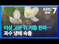 이상 고온 뒤 기습 한파…과수 냉해 속출 / KBS  2023.04.11.