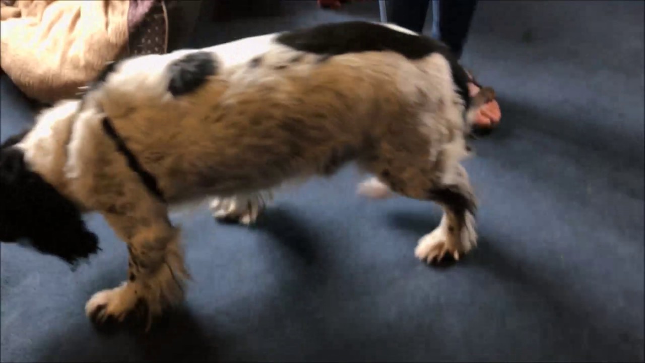 mikki anti pull harness