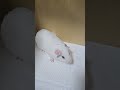 귀염둥이 기니피그 두부의 가족을 찾고있어요 🫧 문의) 010-4285-4986
