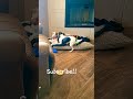 Dogs Play Fighting #dog #fight #dogs #subscribe
