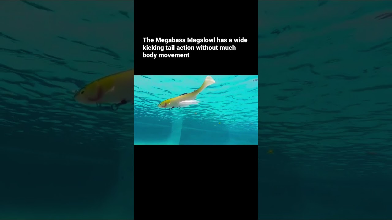 The Megabass Magslowl & Magdraft Difference #fishing #bassfishing #megabass  #magdraft #magslowl 