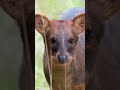 Pudu: World’s Smallest Deer! #deer #animals #cute #smallest #world #nature #forest #facts #south