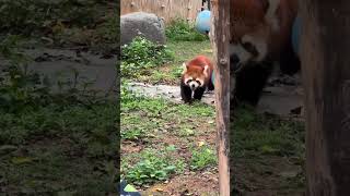 💕可爱的小熊猫！Cute Red Panda #Animal 【跟着图尔去旅行】