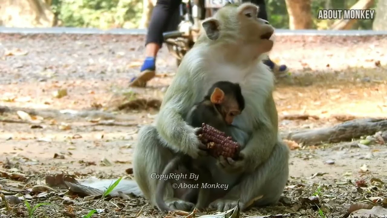 This is Cute Face of Smart Baby Monkey Brandi, Brandi Enjoy Happy Life With Good Young Mom Bridget