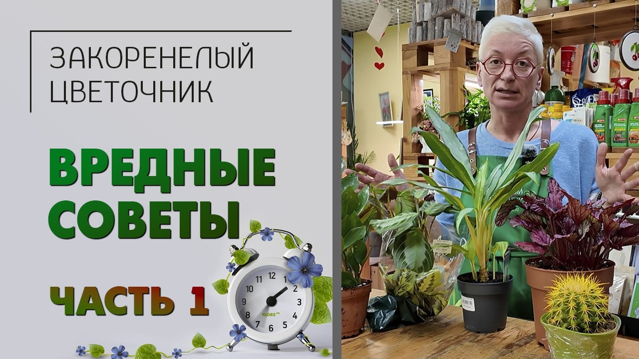 ВРЕДНЫЕ СОВЕТЫ - как быстро избавиться от растения. Часть 1. Выбор растения, еженедельный уход.