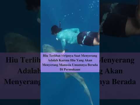 Video: Apakah perlengkapan gigitan hiu bertahan?